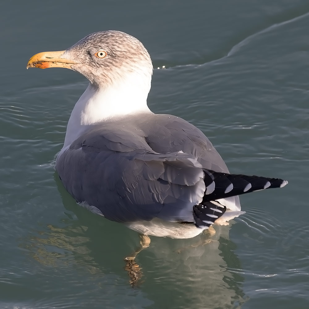 Azorean gull